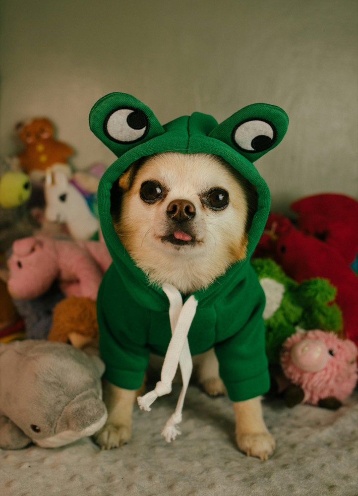 Pet costume — an entry submitted to a STU league, rated 9.4 out of 10